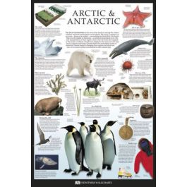 General: Antarctic - Wall Chart