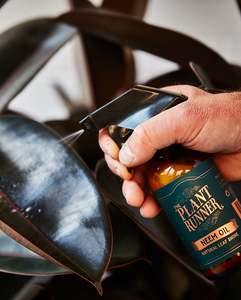 Featured: Neem Oil Leaf Shine