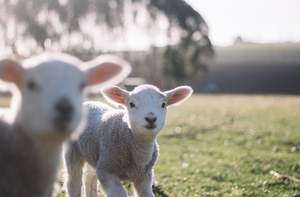 Little Fly 2-4 years single pair Pukeko Blue