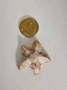 Starfish - Red Vein Jasper