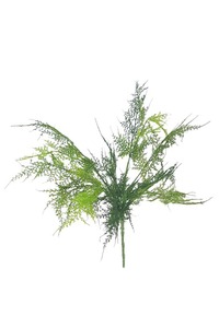 Products: Asparagus Fern Bush 45cm