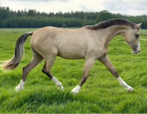 Stallion 'Zapphire' Horse Semen
