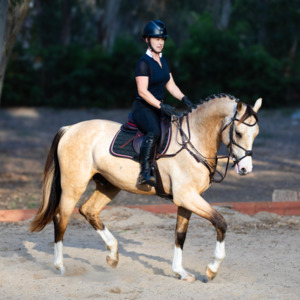 Zapphire Stud Booking: 2027 Zapphire Boy Breeding Reservation