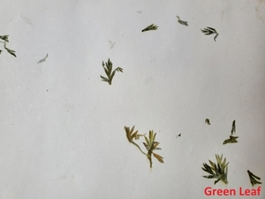 Products: Cotton Rag Botanical Papers - Provenance – Crafting with Nature