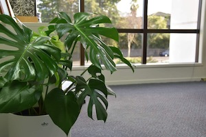 Report Content on WordPress.com