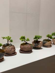 Bonsai Workshop With Kristen Calder's Pot - 22th Feb 26'