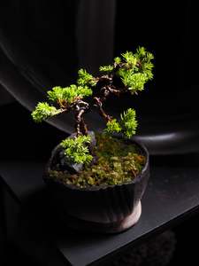 Frontpage: Bonsai