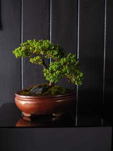 Bonsai