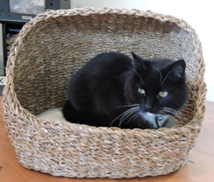 Cats: Seagrass Cave Bed for Cats