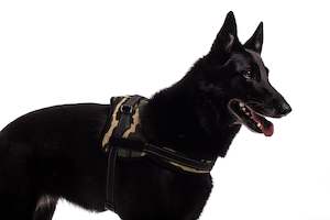 Dogs: Bold Canvas Harness