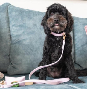 Dog Walk: Pastel Forever Set