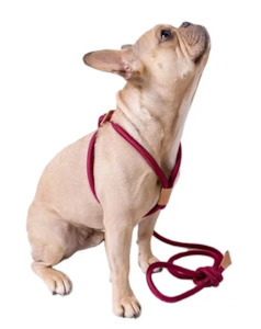 Dog Walk: Rope Easy Harness