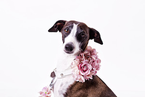 Occasions: Pawdorable Collar