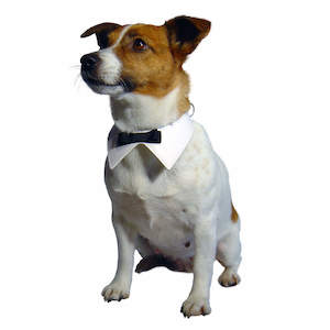 Occasions: Bow Tie Collar
