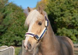 Colour Changing Glitter Fleece Halters