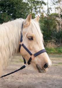 Harness Mini: GoLeyGo Rose Gold Halter and Lead Set