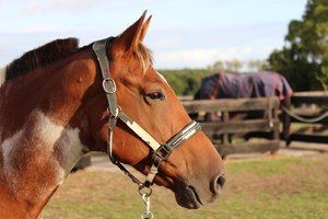 Harness Mini: Camo Halter