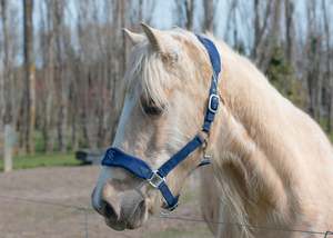 Harness Mini: Signature Fleece Halters