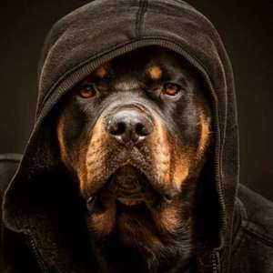 New Max Pack 50 kg dog - 7 kgs Fresh Food