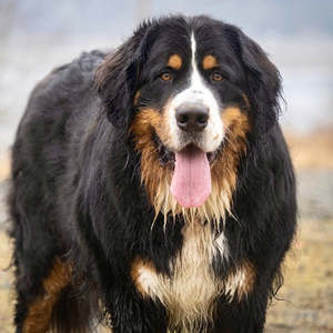 Bundle Builder: New Wild Pack 40 kg dog - 5.6 kgs Fresh Food