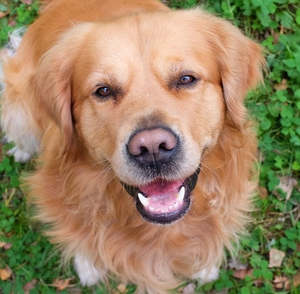 New Hound Dog 30 kg dog - 4.2 kgs Fresh Food