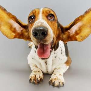 Bundle Builder: New Hercules Box 15Kg Dog - 2.1Kg Fresh Food