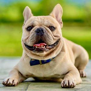 New Bark Box 10Kg Dog - 1.4Kg Fresh Food