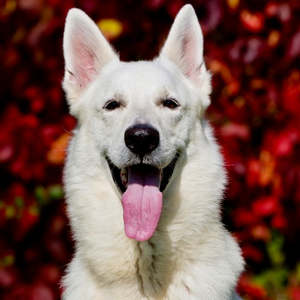 New Wolf Pack 35 kg dog - 5.9 kgs Fresh Food