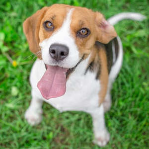 Bundle Builder: New Snoop Dog 20 kg dog - 2.8 kgs Fresh Food