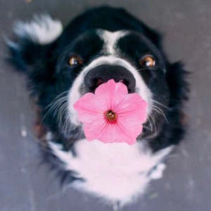 New Border Control  25 kg dog - 3.5 kgs Fresh Food