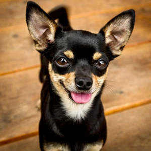 New Sub-Woofer 5Kg Dog - 700g Fresh Food