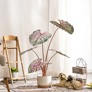 Products: Artificial taro potted plant Puredeco