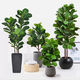 Artificial Fiddle-leaf Fig Puredeco