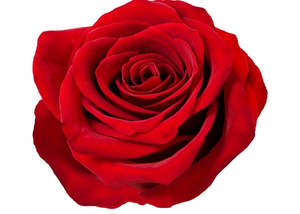 Rose Essential Oil