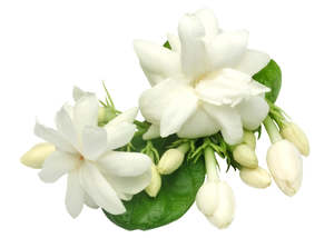 Jasmine Essential Oil