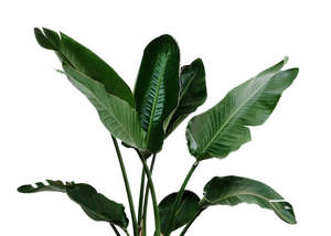 Frontpage: Davana Essential Oil