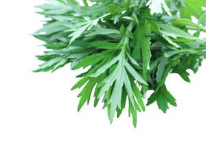 Mugwort Essential Oil