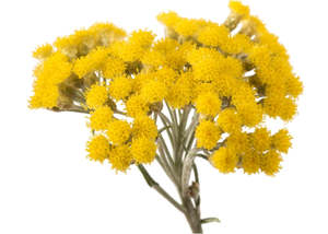 Frontpage: Helichrysum Essential Oil