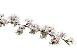Frontpage: Kānuka Essential Oil