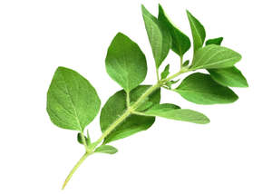 Oregano Essential oil