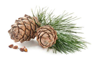 Cedarwood Essential Oil