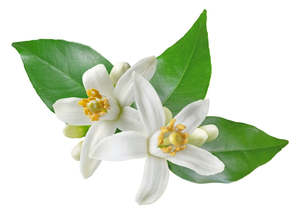 Neroli Essential Oil