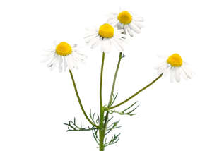 Chamomile (German) Essential Oil