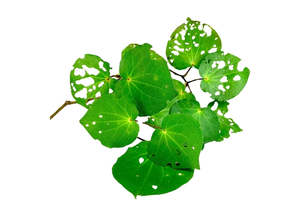 Carrier Oils: Kawakawa Infused Oil