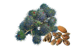 Carrier Oils: Jamaican Black Castor Oil