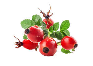 Carrier Oils: Rosehip Oil - Virgin Organic