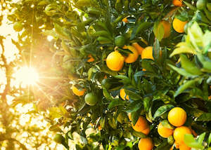 Golden Hour Fragrance Oil