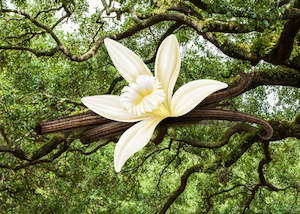 Vanilla & Oakmoss Fragrance Oil