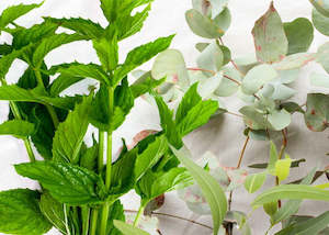 Fresh Fragrances: Eucalyptus & Mint Fragrance Oil