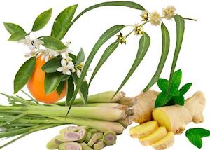 Lemongrass & Ginger Fragrance Oil